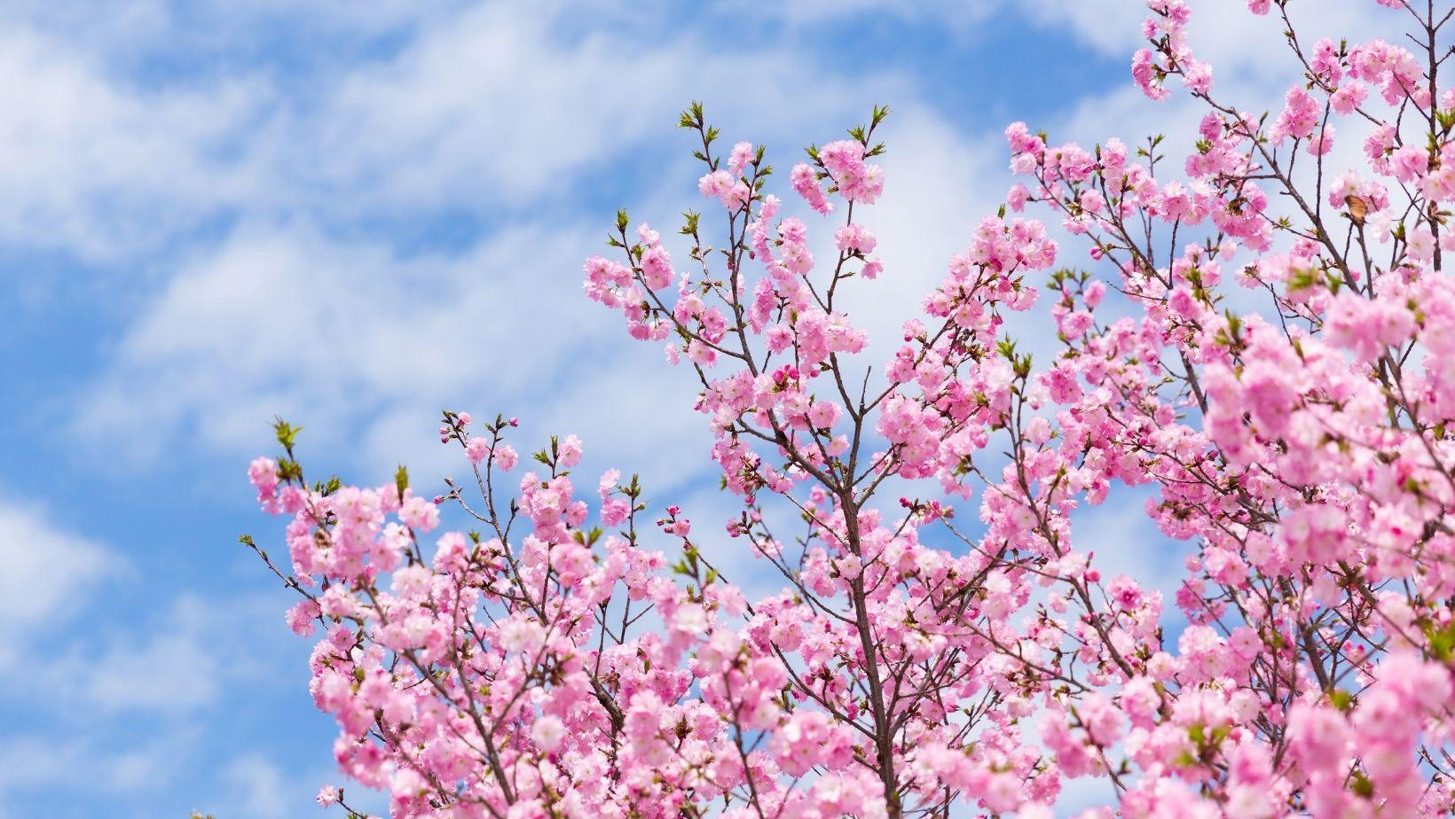 Switching to a Springtime routine - Viva Health Skincare